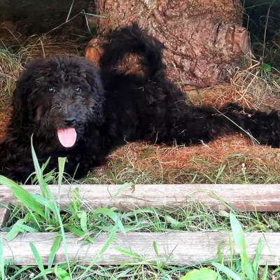 Hundetreffen-Nala sucht Welpen zum spielen und toben-Bild