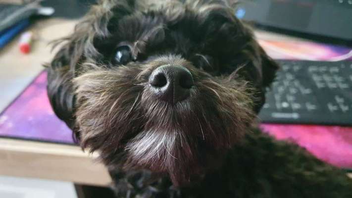 Maltipoo Freunde-Beitrag-Bild