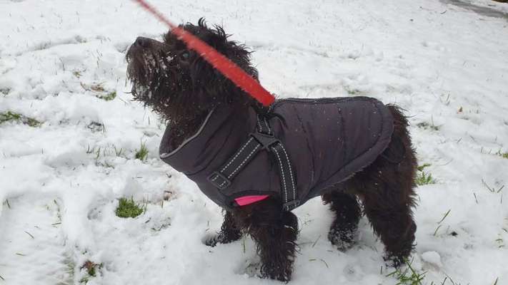 Maltipoo Freunde-Beitrag-Bild