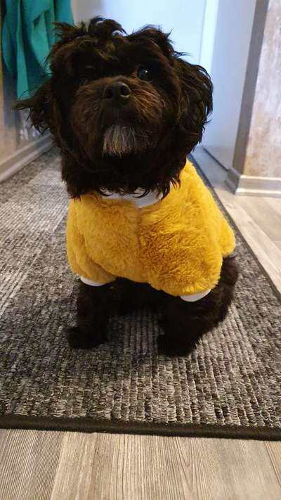 Maltipoo Freunde-Beitrag-Bild