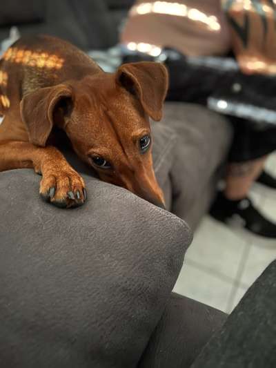 Dackelblick-Beitrag-Bild