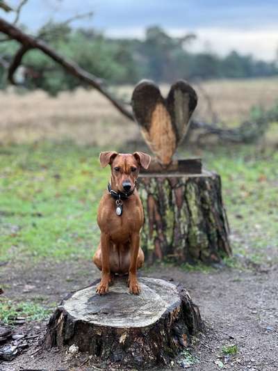 Dogorama Photo Challenge - Portrait-Beitrag-Bild