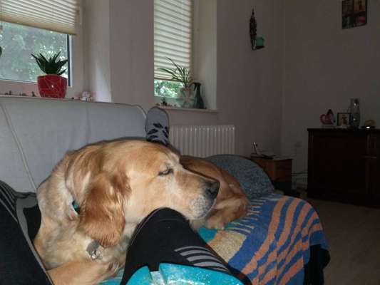 Golden Retriever-Beitrag-Bild