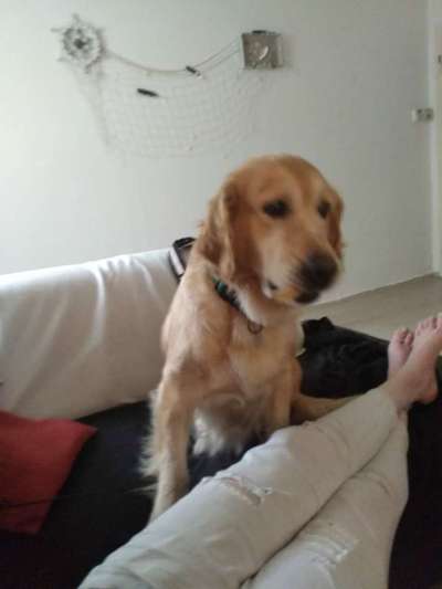 Wo sind die Golden Retriever Liebhaber?-Beitrag-Bild