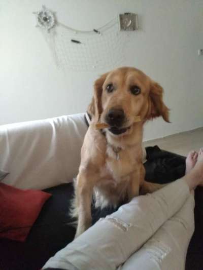 Wo sind die Golden Retriever Liebhaber?-Beitrag-Bild