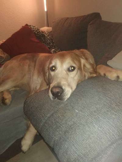 Wo sind die Golden Retriever Liebhaber?-Beitrag-Bild