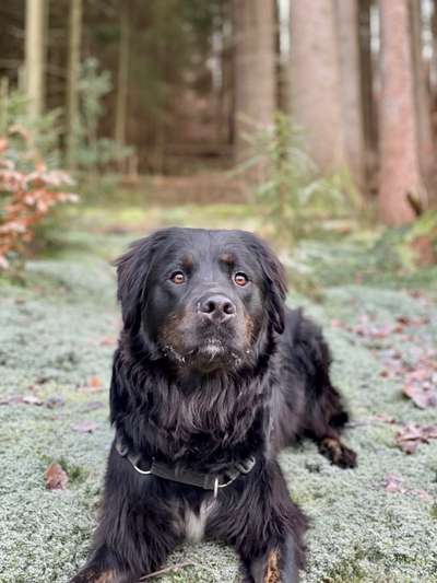 Hundetreffen-Hundespaziergang-Bild