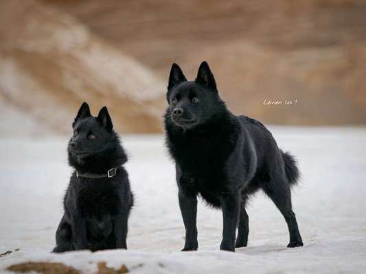 Reinrassige Hunde?-Beitrag-Bild