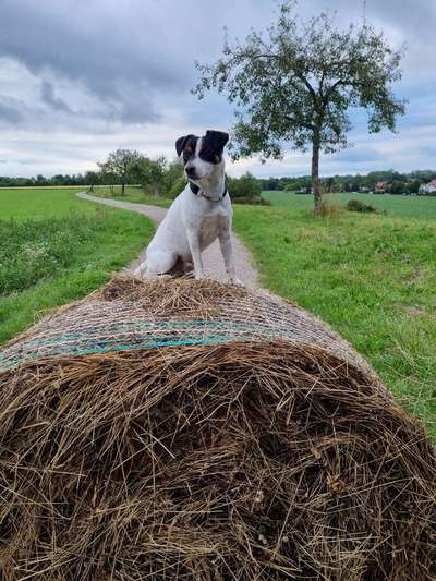 Wo sind die Jack und Parson Russell Terrier?-Beitrag-Bild