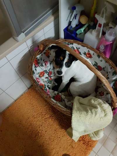 Reinrassige Hunde?-Beitrag-Bild