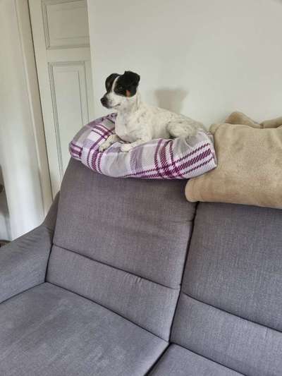 Wie heißt dein Hund?-Beitrag-Bild