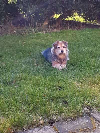 Mischlingshunde Foto Aufruf-Beitrag-Bild