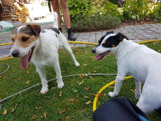 Bester Freund, Hundekumpel - zeigt her!-Beitrag-Bild