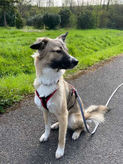 Auslandstierschutz-Beitrag-Bild