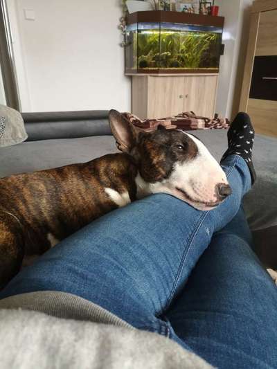 Miniatur Bull Terrier-Beitrag-Bild