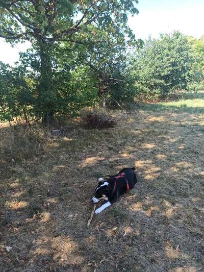 Hundetreffen-Lasst uns kennenlernen und toben 🐕 doch lasst euch bitte nicht abschrecken von meinem Bellen 🙈🐶-Bild