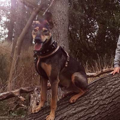 Hundetreffen-Hunderunde