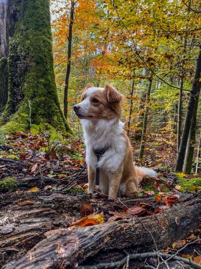 Hundetreffen-Spiel- & Gassirunde-Bild