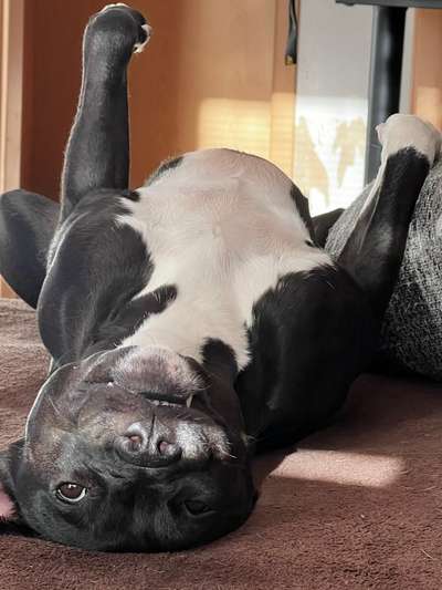 Hands,äh Pfoten up in the Air-Beitrag-Bild