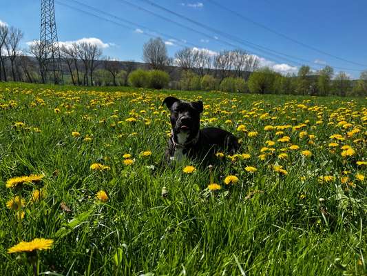 9.Farben-Fotochallenge            Gelb-Beitrag-Bild