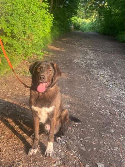 Hunde aus Griechenland-Beitrag-Bild