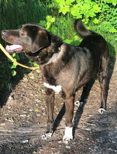 Hunde aus Griechenland-Beitrag-Bild