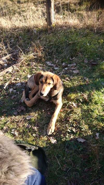 Hunde aus Griechenland-Beitrag-Bild