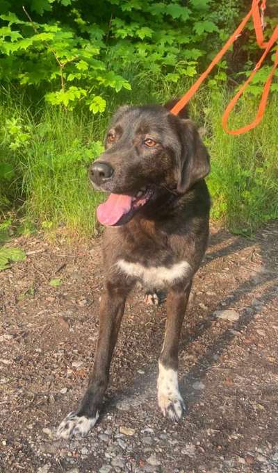 Hunde aus Griechenland-Beitrag-Bild