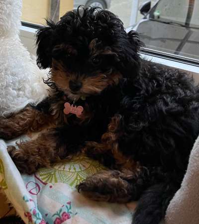 Zeigt her eure Pudel-Beitrag-Bild