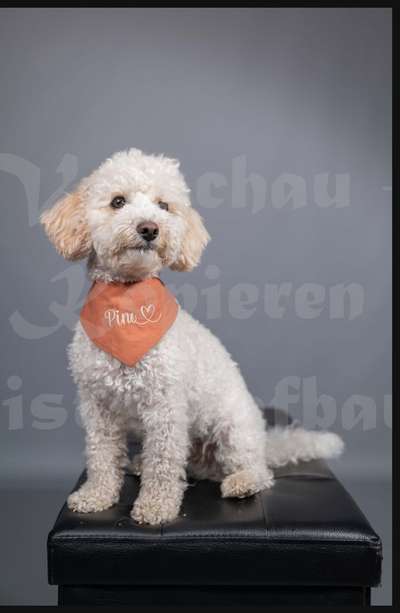 Zeigt her eure Pudel-Beitrag-Bild