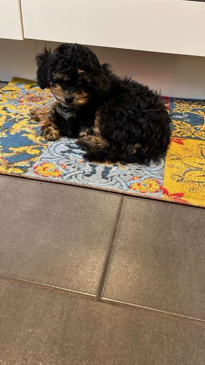 Zeigt her eure Pudel-Beitrag-Bild