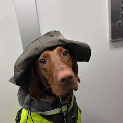 Hundetreffen-Mantrailing-Bild