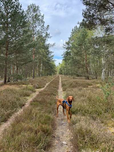 Hundetreffen-Gemeinsames Spazieren und Sozialkontakt-Bild