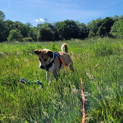Hundetreffen-Molly sucht Freunde zum Spielen und Trainieren-Bild