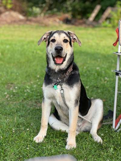 Hundetreffen-Spielfreunde für Loki-Bild