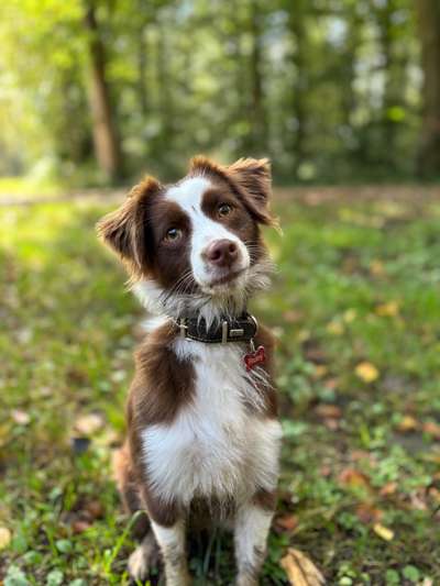 Hundetreffen-Gemeinsame Spaziergänge-Bild