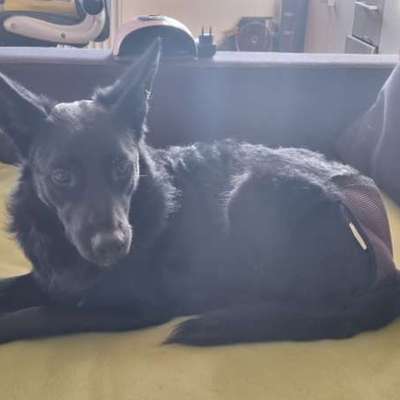 Hundetreffen-Gassi Kameraden gesucht-Bild