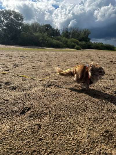 Fotosammlung: ,,Der natürliche Hund" Unbearbeitet, ungestellt und in Natura-Beitrag-Bild