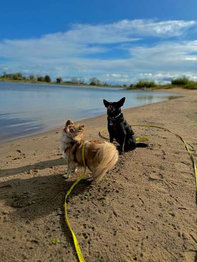 Hundetreffen-Hundebegegnungen / Hundekumpels finden-Bild