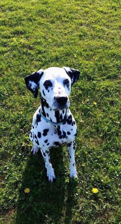 Unsere Fellnasen im Regenbogenland-Beitrag-Bild