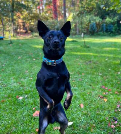 Mischlingshunde Foto Aufruf-Beitrag-Bild