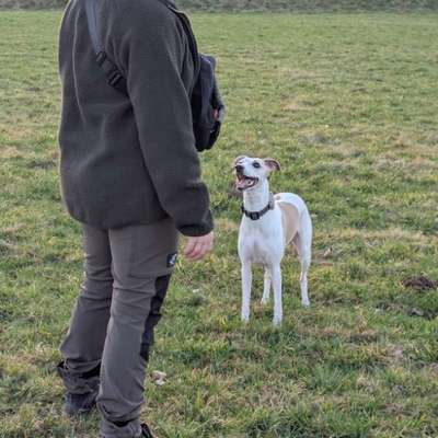 Whippet-Beitrag-Bild