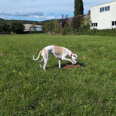 Beule am Rippenbogen-Beitrag-Bild