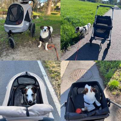 Hundebuggy: Wie finde ich den richtigen?-Beitrag-Bild