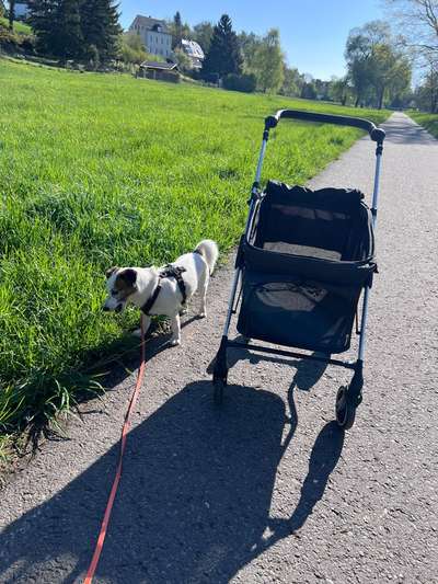 Hundebuggy-Beitrag-Bild