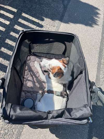 Hundebuggy-Beitrag-Bild