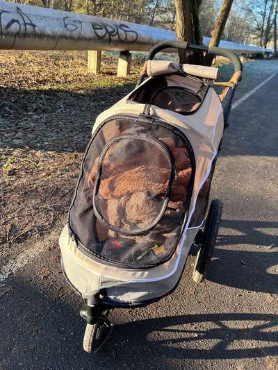 Hundebuggy-Beitrag-Bild