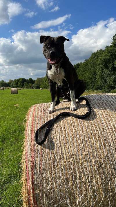 Hundetreffen-Robustes spielen und lernen mit anderen Menschen und Tieren umzugehen-Bild