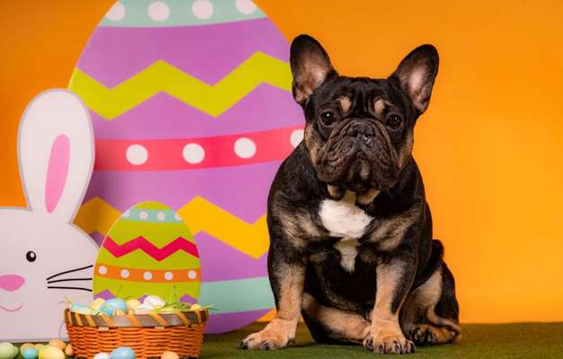 Französische Bulldoggen-Beitrag-Bild