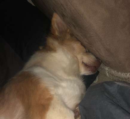 Lustigsten Grimassen von euren Hunden-Beitrag-Bild